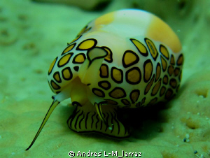 FLAMINGO TONGUE ?Cyphoma gibbosum by Andres L-M_larraz 